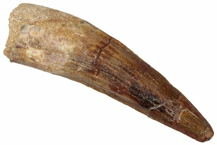 Fossil Spinosaurus Tooth - Real Dinosaur Tooth #305812